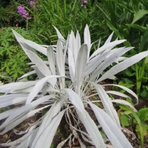 Senecio Bella Grigio - 2.4Ltr
