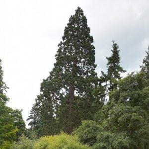 Sequoia giganteum, Giant Redwood - Pot