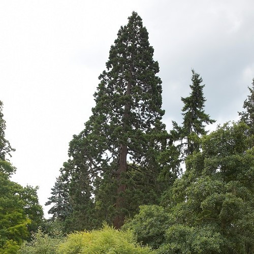 Sequoia giganteum, Giant Redwood - Pot