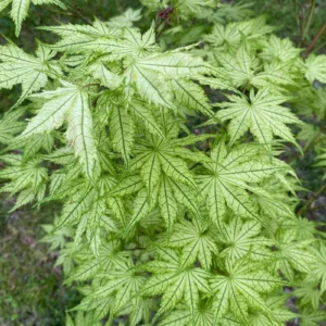 Acer palmatum Shigitatsu  Sawa