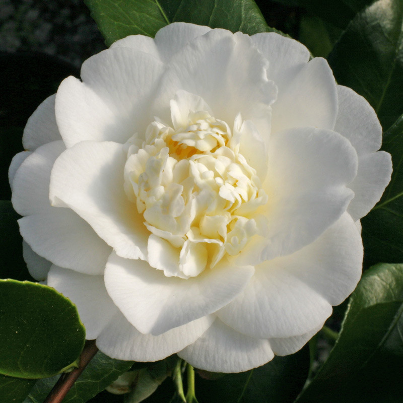 Camellia Shiro Chan - 2.5L (60) - Image 2