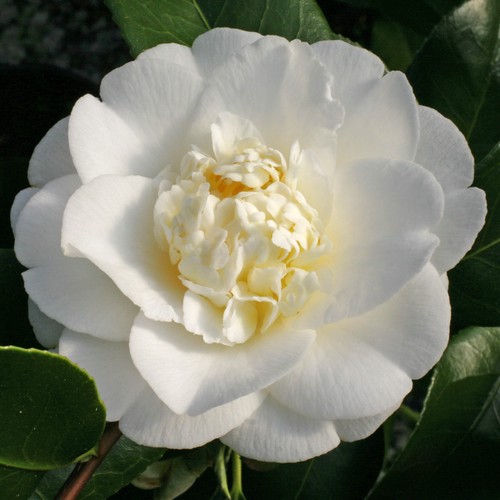 Camellia Shiro Chan - 2.5L (60)