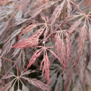 Acer Shojo Shidare
