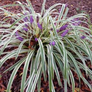 Liriope s. Silver Dragon - Pb3/Pb5