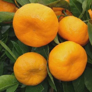 Mandarin Silverhill dwarf