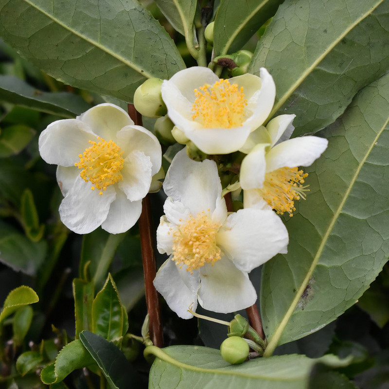 Camellia sinensis - 3L (30/60) - Image 2