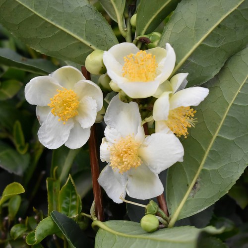 Camellia sinensis - 3L (30/60)