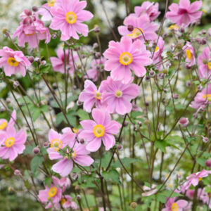 Anemone japonica Single Pink