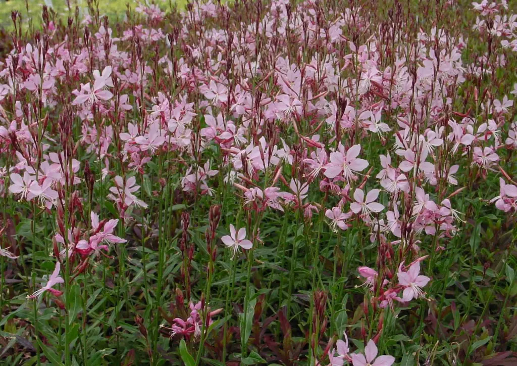Gaura sisk. Pink - 1.5ltr (15/20)