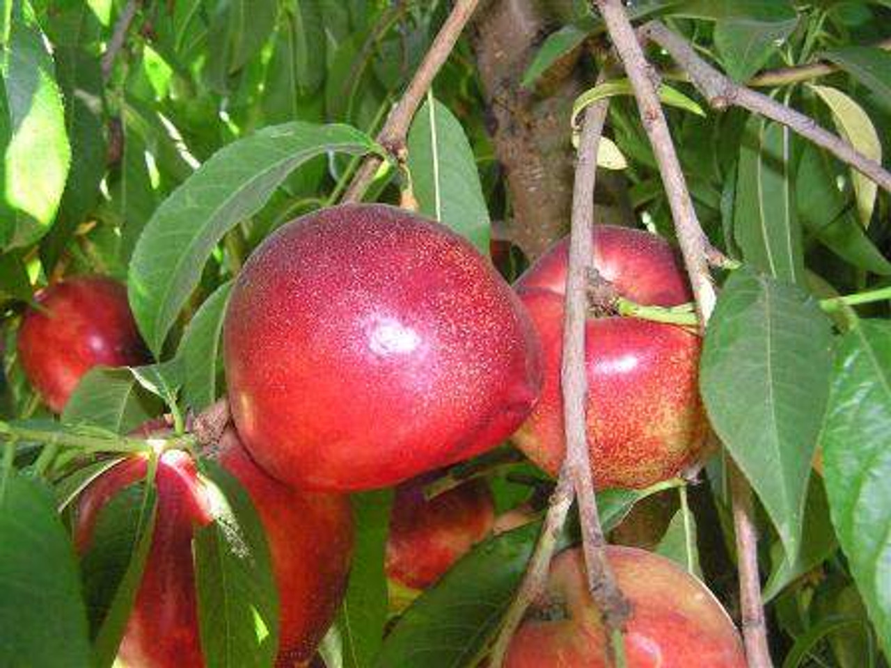 Nectarine Triple Snow Queen/Red Gold/Firebrite - Pb18/Pb28 - Image 2