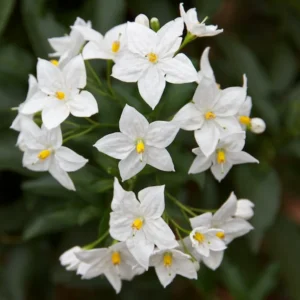 Solanum laxum Album