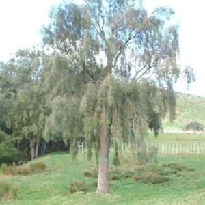 Sophora godleyi, Rangitikei Kowhai - 3.5Ltr