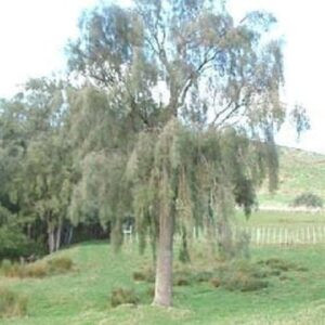 Sophora godleyii, Rangitikei Kowhai - Pot