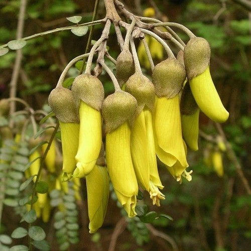 Sophora godleyi, Rangitikei Kowhai - 3.5Ltr - Image 2