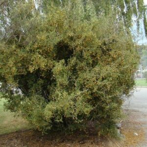 Sophora prostrata, Dwarf Kowhai - 2Ltr