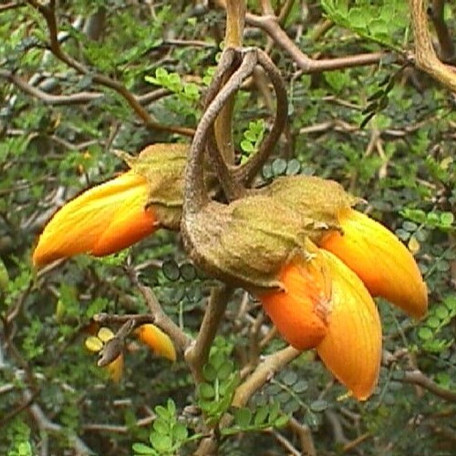 Sophora prostrata, Dwarf Kowhai - 2Ltr - Image 2