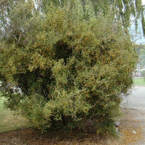 Sophora prostrata, Dwarf Kowhai - 2Ltr