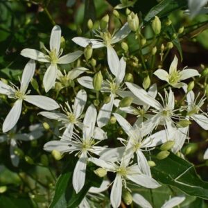 Clematis Sweet Essence