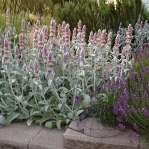 Stachys byzantina, Lamb's Ears - 1.4Ltr