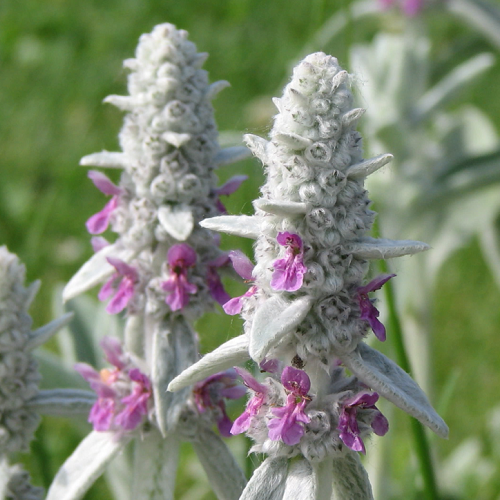 Stachys byzantina, Lamb's Ears - 1.4Ltr - Image 3