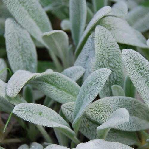 Stachys byzantina, Lamb's Ears - 1.4Ltr - Image 2