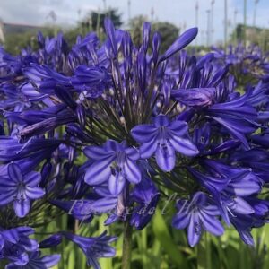 Agapanthus Storm Cloud
