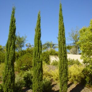 Cupressus s. Stricta 25ltr 1.8m