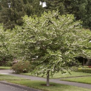 Styrax japonica, Japanese Snowbell - Pb12