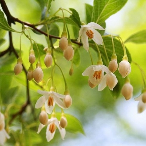 Styrax japonica, Japanese Snowbell - Pb12 - Image 2