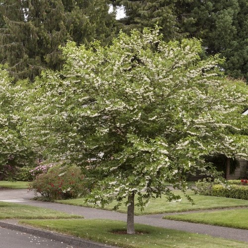 Styrax japonica, Japanese Snowbell - Pb12