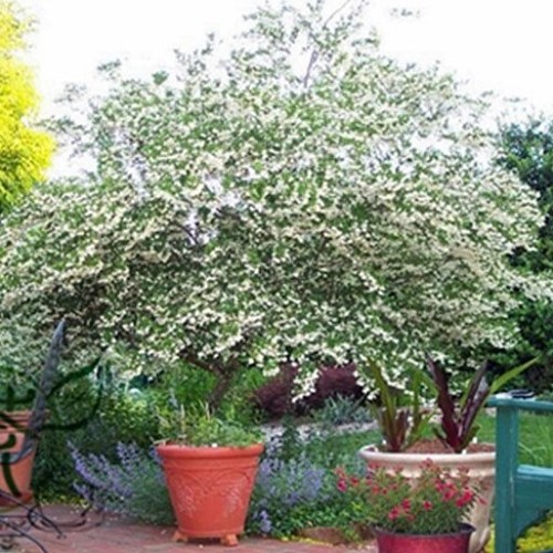 Styrax obassia, Fragrant Snowbell - Pb6.5