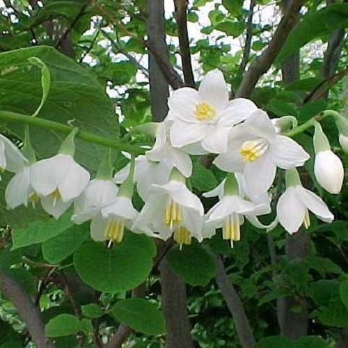 Styrax obassia, Fragrant Snowbell - Pb6.5 - Image 2
