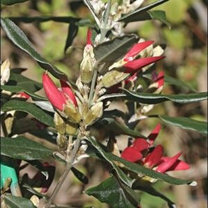 Brachysema celsianum, Swan River Pea - Pb5/Pb6.5