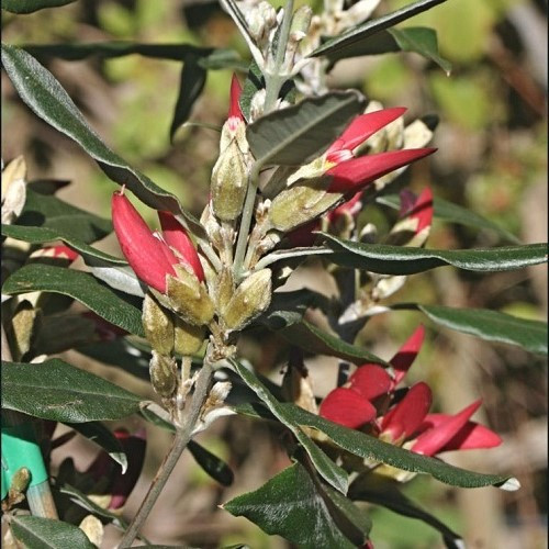 Brachysema celsianum, Swan River Pea - Pb5/Pb6.5