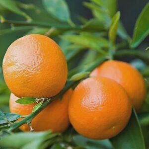 Mandarin Sweetie