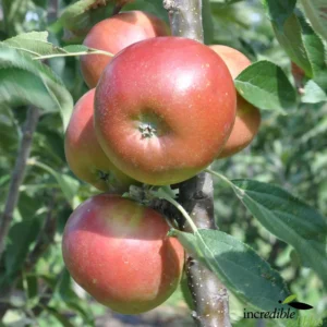 Apple Teacher's Pet