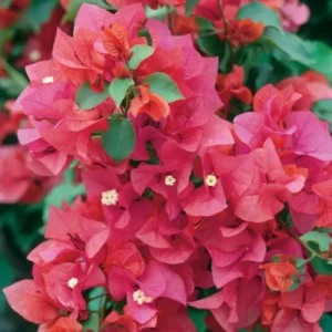 Bougainvillea Temple Fire