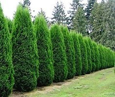 Thuja plicata- 1-1.1m tall