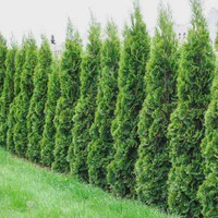 Thuja Smaragd-120/140cm