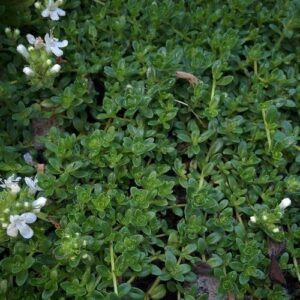 Thymus Emerald Carpet - 13cm