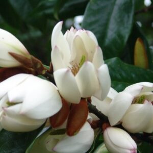 Michelia Touch of Pink - Standards 8Ltr