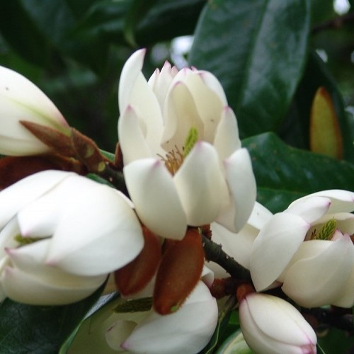 Michelia Touch of Pink - Standards 8Ltr