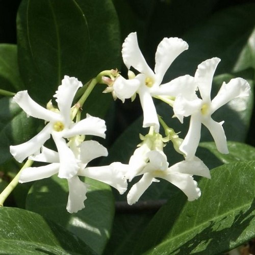 Trachelospermum jasminoides, Star Jasmine - Pb3 - Image 2