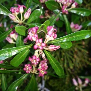 Pittosporum turneri