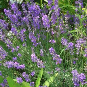 Lavandula Twinkle Blue 14cm