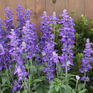 Salvia  Unplugged So Blue