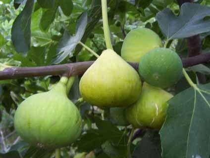 Fig Ventura - Pb18/28 - Image 2