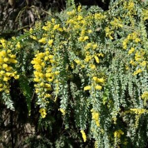 Acacia vestita
