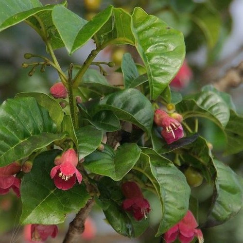 Vitex lucens, Puriri 1.2m - Image 2