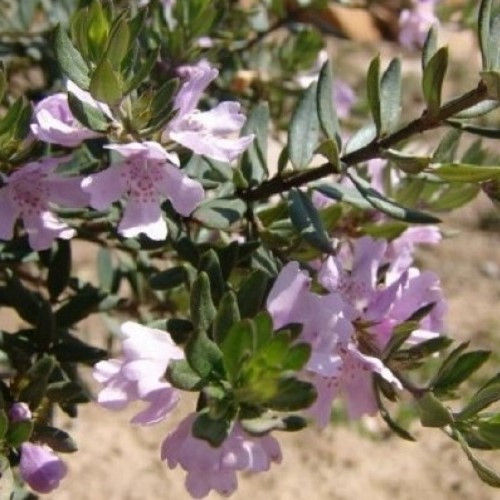 Westringia Naringa - 2Ltr - Image 2